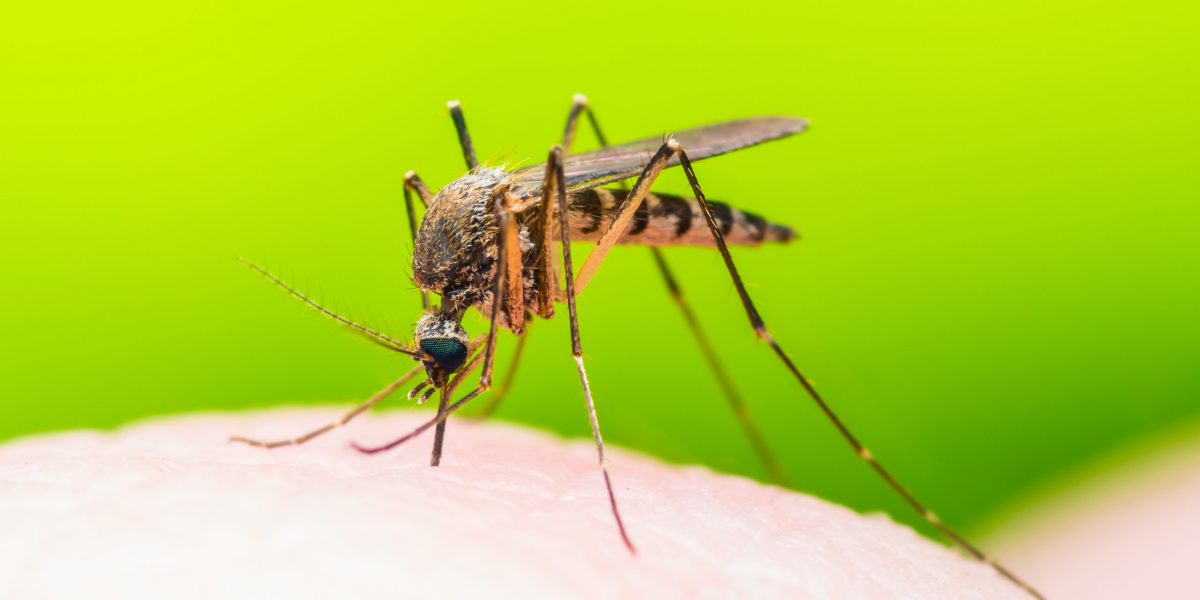 garlic based mosquito repellent