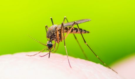 garlic based mosquito repellent