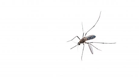 mosquito