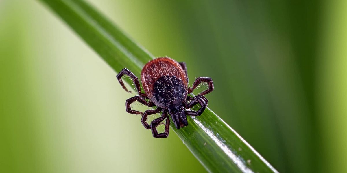 facts about ticks