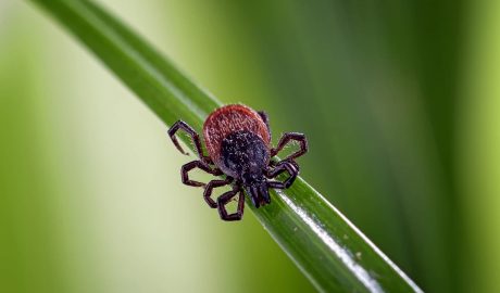 facts about ticks