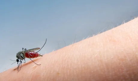 mosquito on arm