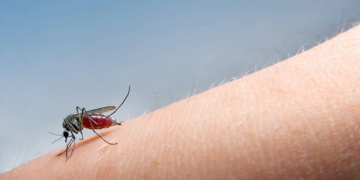 mosquito on arm