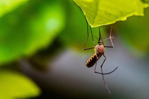 mosquito barrier spray