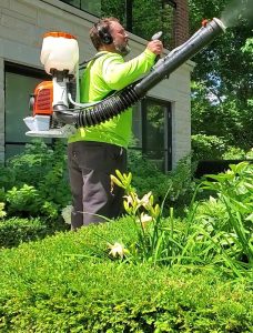 how to apply garlic spray for mosquitoes