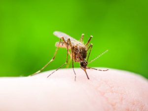 spraying for mosquitoes