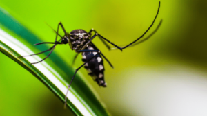 mosquito barrier in canada