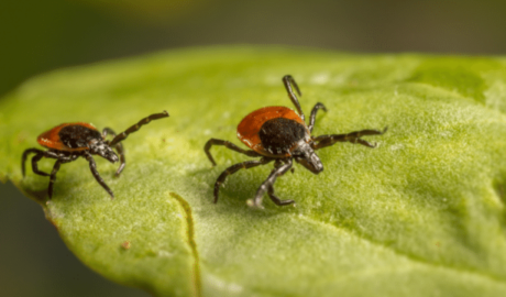 ticks in Toronto