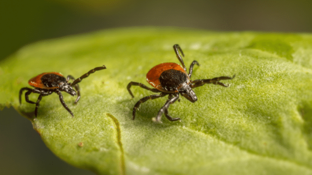 ticks in Toronto