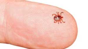 tick and mosquito removal