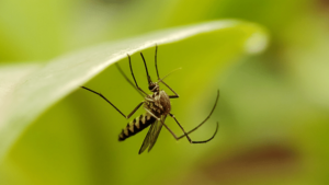 does eating garlic repel ticks