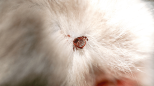 ticks on dog in Toronto