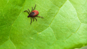 blacklegged tick in toronto