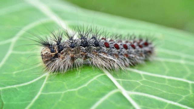 duct tape on trees for gypsy moths