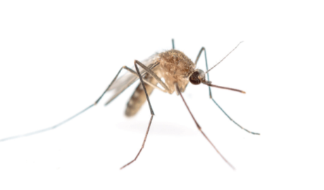 mosquito buzz