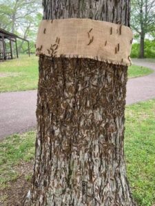 Gypsy Moth bands for prevention