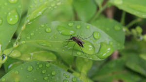 mosquito barrier