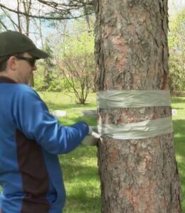 gypsy moth prevention bands