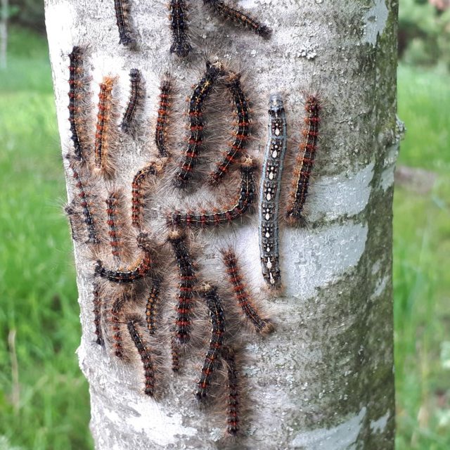 gypsy moths on tree