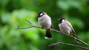  Is Mosquito Spraying Harmful to Birds