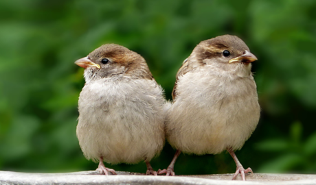 Is Mosquito Spray Harmful to Birds