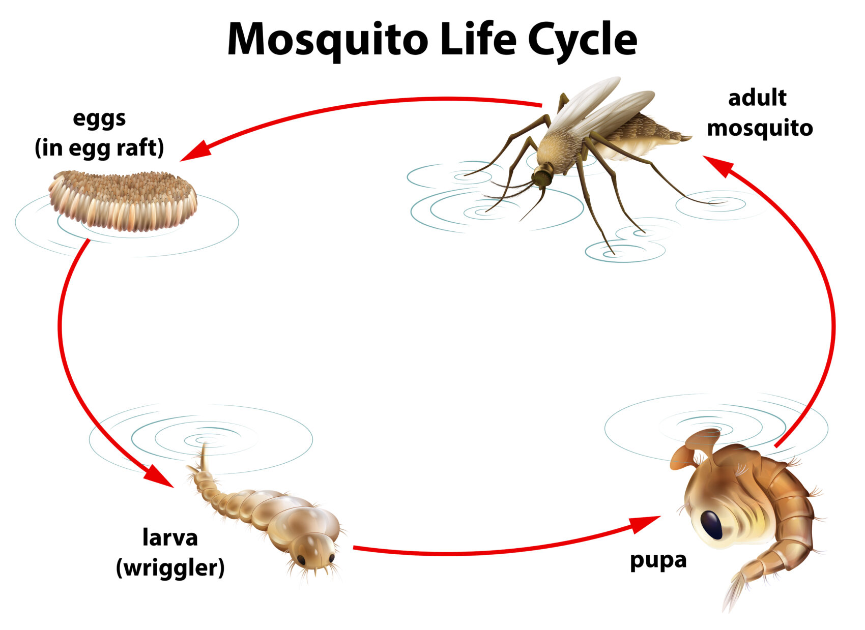 What Are Mosquito Dunks and How do They Work? - Mosquito Toronto